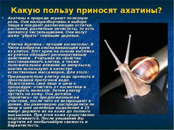 Ахатины