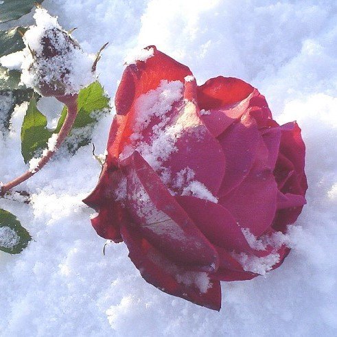 На улице зима, на снег упала роза...