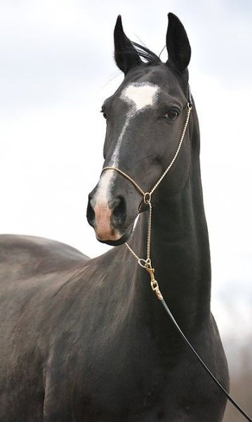 akhal-teke horses