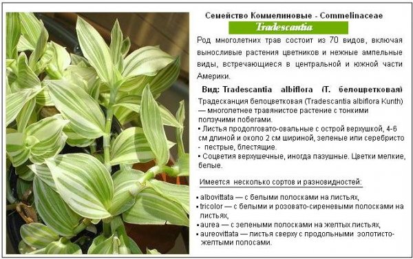 Традесканция