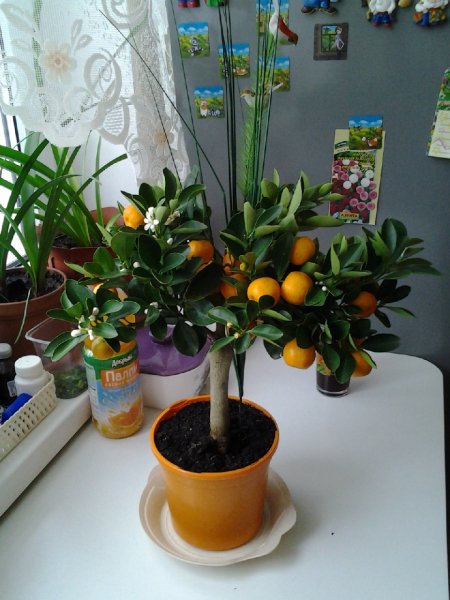 Мандариновый подарочек (19.03.2014)