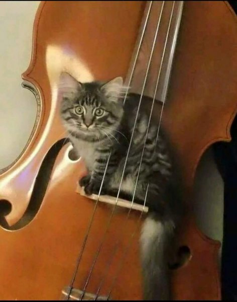 Котёнок