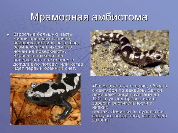 Мраморная амбистома