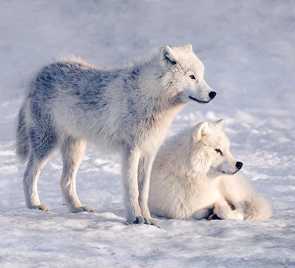 Полярные волки
