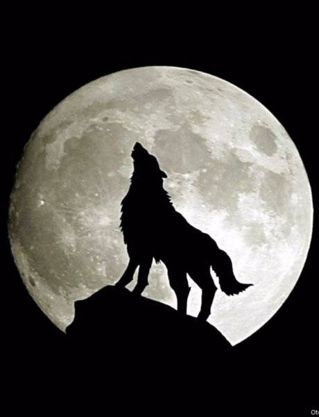 Луна и волк