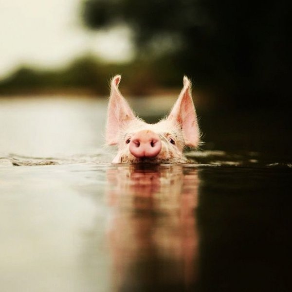 8a2a4fa106f5238361cd63b92a15b386