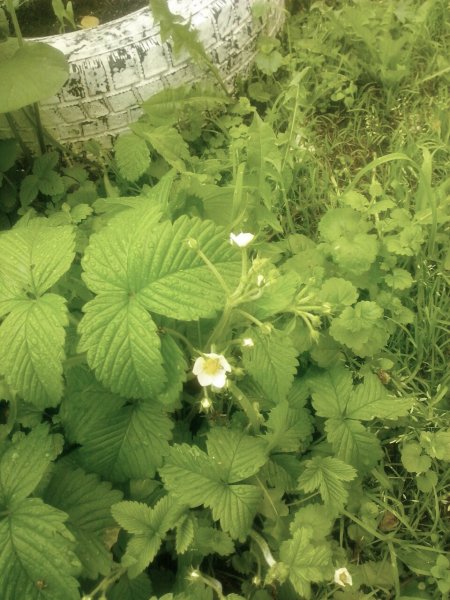 а еот и виктория расцела