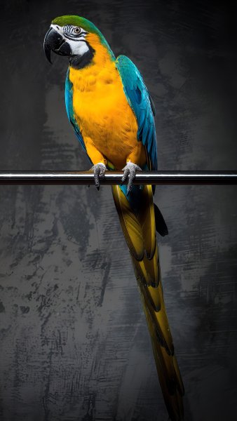 Сине-жёлтый Ара