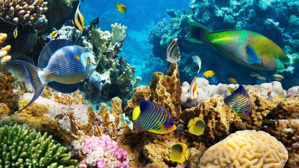 Coral-with-assorted-fish-g52g1mg0gpk6zwea