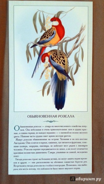 Обыкновенная розелла