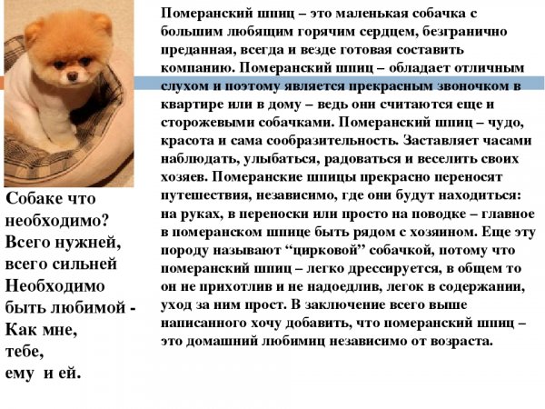 Померанский шпиц