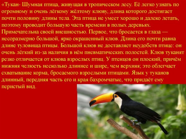 Тукан