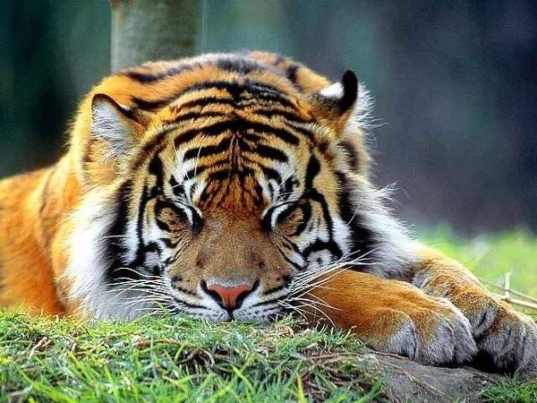 Спящий тигр2978597 c15a6d0d