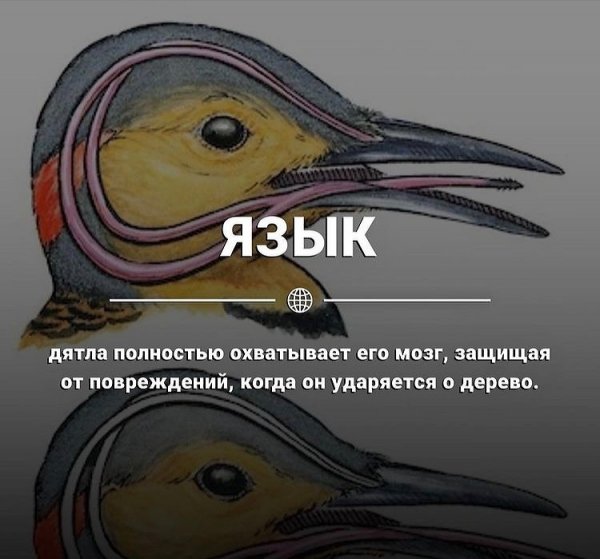 wikifakt CN70WIJh2ZX