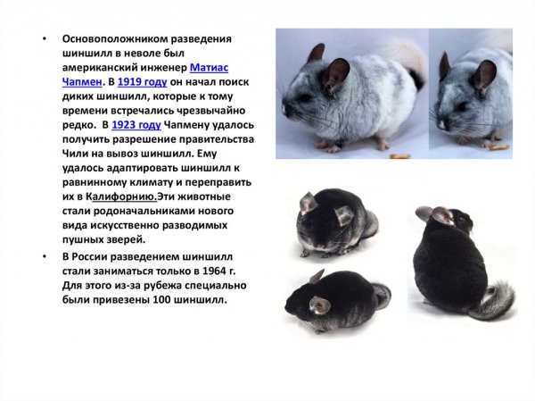 Шиншилла в неволе