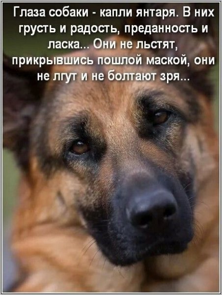 Они не лгут