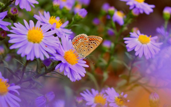 Cvetok-babochka-cvety