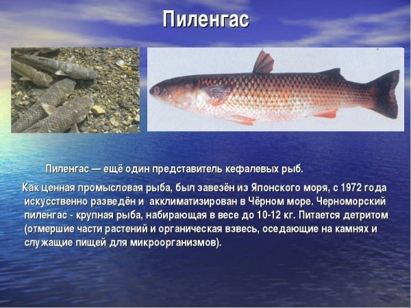 Пиленгас