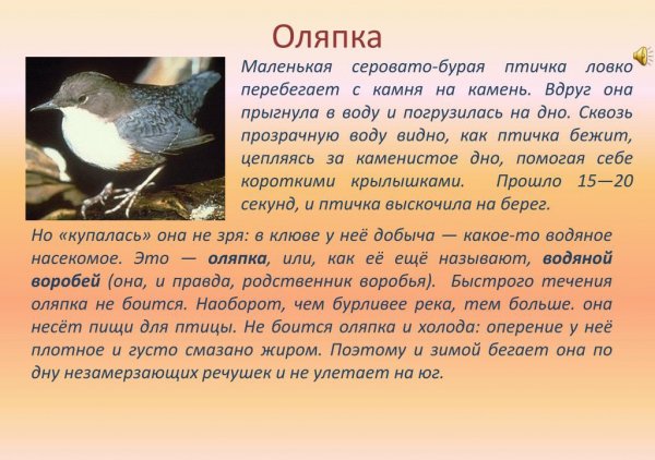 Оляпка