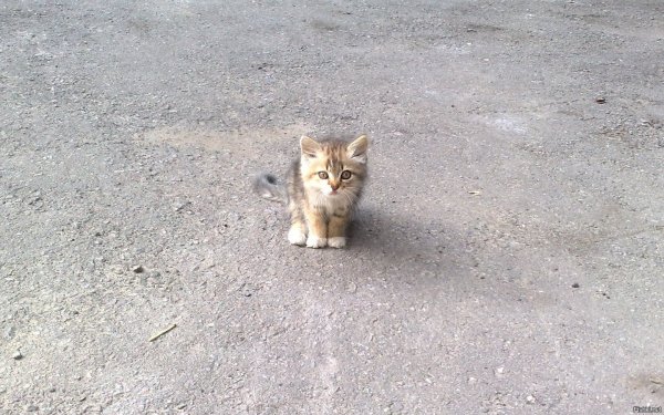 котёнок