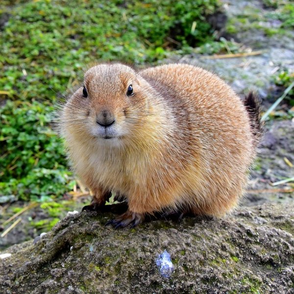 rodent-3071665 640