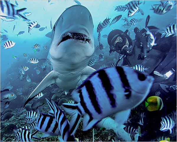 ПРИРОДА АВСТРАЛИИ