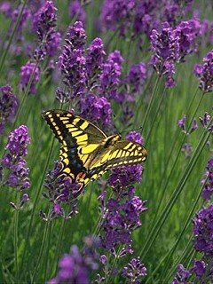 Insects 060