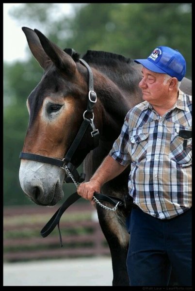 Horses love!
