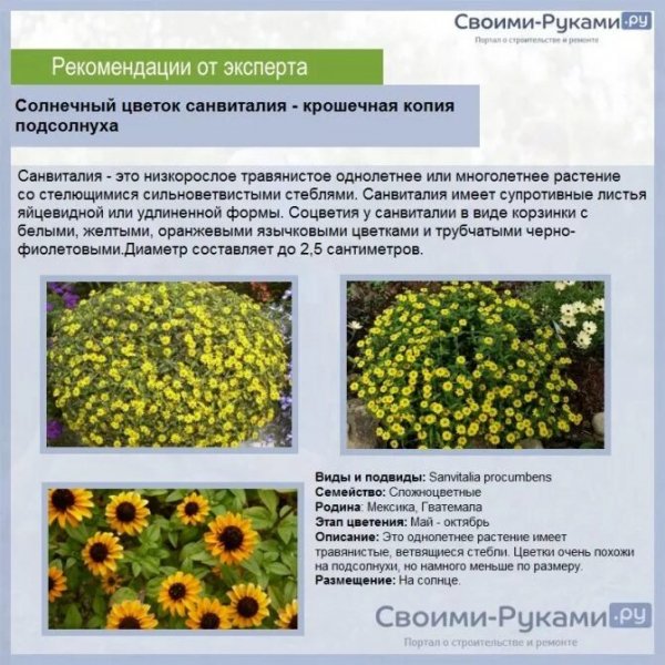 Санвиталия