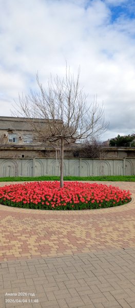 Анапа. Море красных тюльпанов