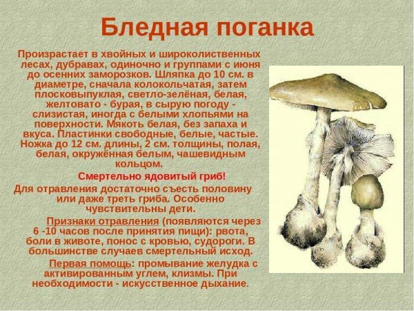 Бледная поганка