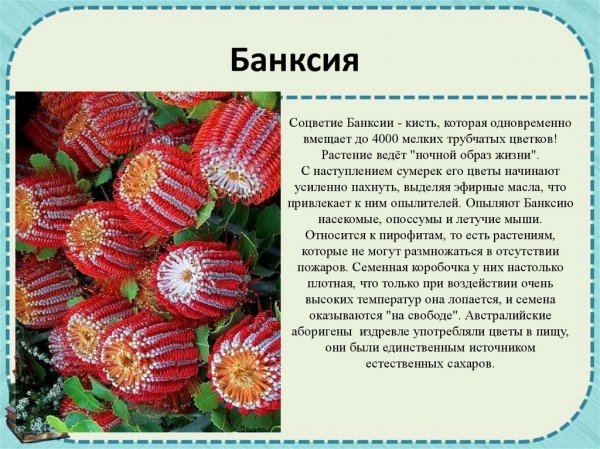 Банксия