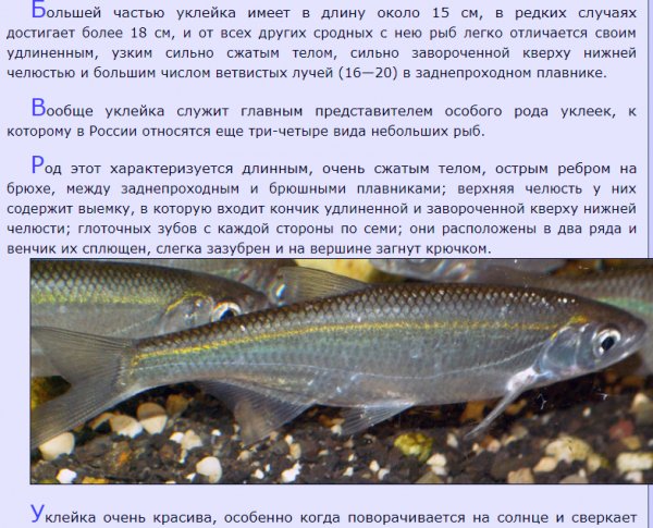 Уклейка