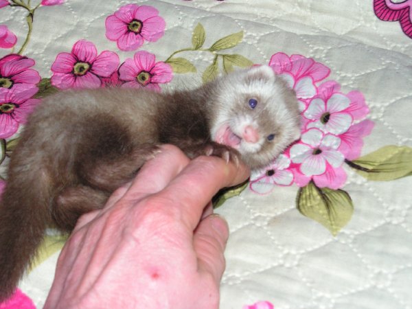 Хорек игривый