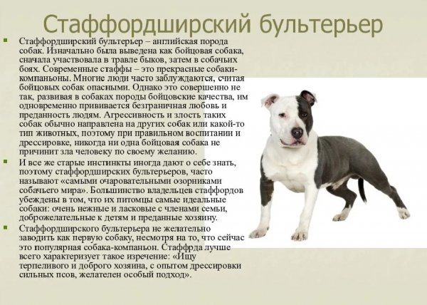 Бультерьер