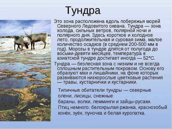 Тундра