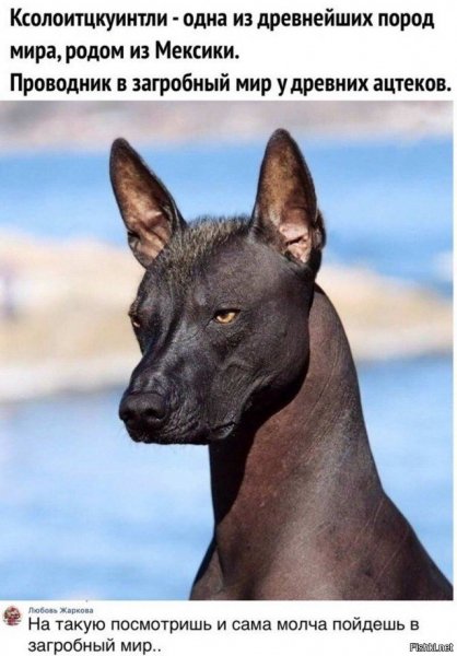 Ксолоитцкуинтли