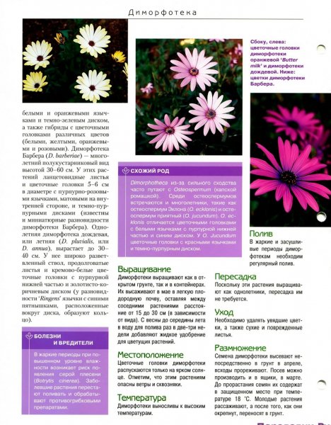 Диморфотека