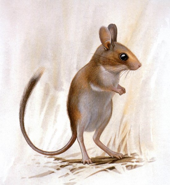 Короткохвостая тушканчиковая мышь