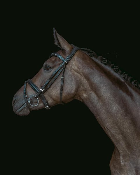 MEDIA # OF HORSE