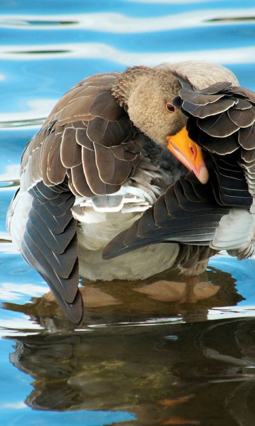 Duck