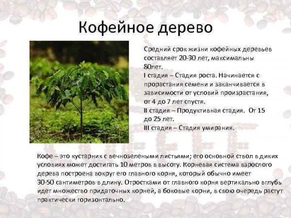 Кофейное дерево
