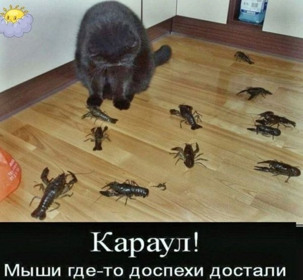 КотЭ)