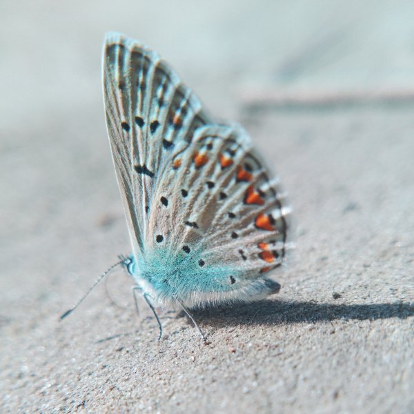 Бабочка Голубянка