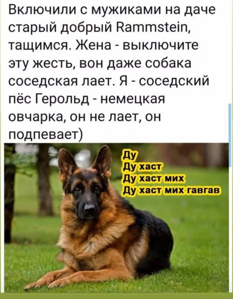 Гавгав