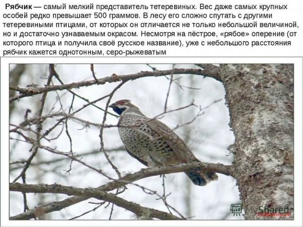 Рябчик