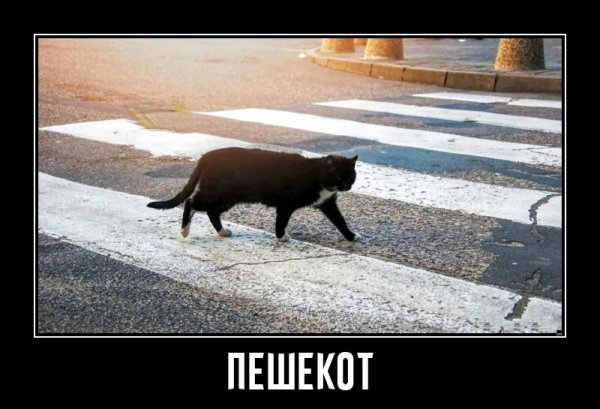 Кот на зебре