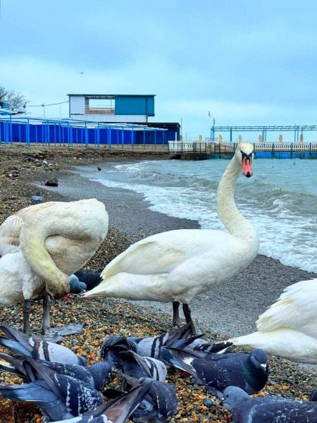 Анапа. Лебеди на галечном пляже