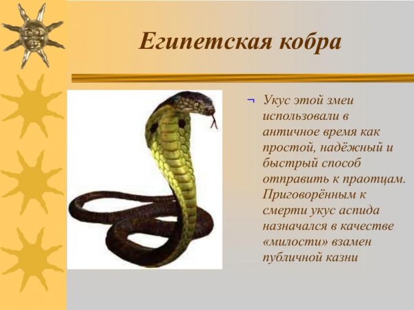 Египетская кобра