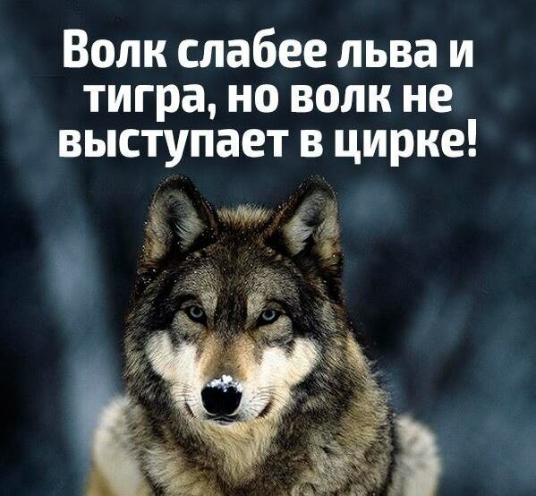 Волк = СВОБОДА